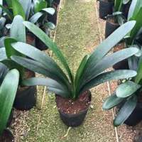 唯美好看君子兰微信头像