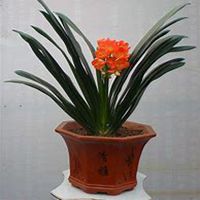 唯美好看君子兰微信头像