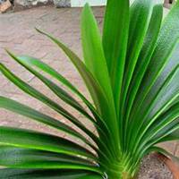 唯美好看君子兰微信头像