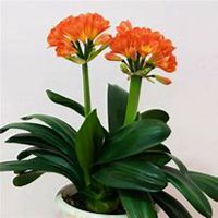 唯美好看君子兰微信头像