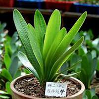 唯美好看君子兰微信头像