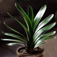 唯美好看君子兰微信头像