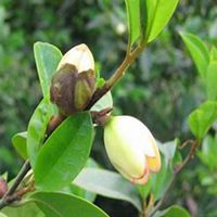 唯美好看含笑花微信头像