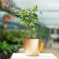 唯美好看含笑花微信头像