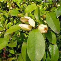 唯美好看含笑花微信头像