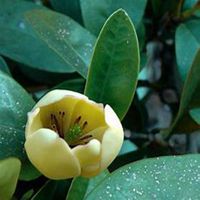 唯美好看含笑花微信头像