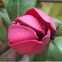 唯美好看含笑花微信头像