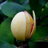 唯美好看含笑花微信头像