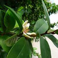 唯美好看含笑花微信头像