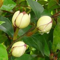 唯美好看含笑花微信头像