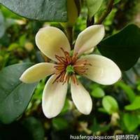 唯美好看含笑花微信头像