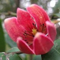 唯美好看含笑花微信头像