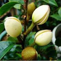 唯美好看含笑花微信头像