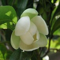 唯美好看含笑花微信头像