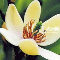 唯美好看含笑花微信头像