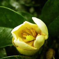 唯美好看含笑花微信头像