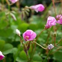 唯美好看含羞草微信头像