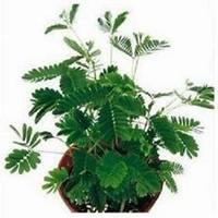 唯美好看含羞草微信头像