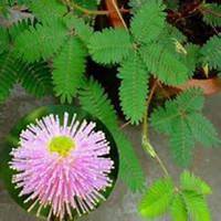 唯美好看含羞草微信头像