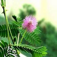 唯美好看含羞草微信头像