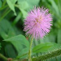 唯美好看含羞草微信头像