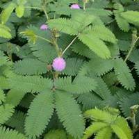 唯美好看含羞草微信头像