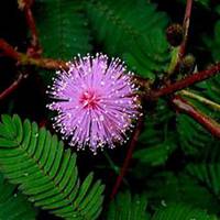 唯美好看含羞草微信头像