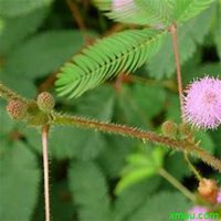 唯美好看含羞草微信头像