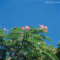 唯美好看含羞草微信头像