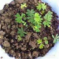 唯美好看含羞草微信头像