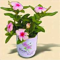 唯美好看含羞草微信头像