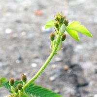 唯美好看含羞草微信头像