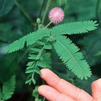 唯美好看含羞草微信头像