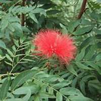 唯美好看含羞草微信头像