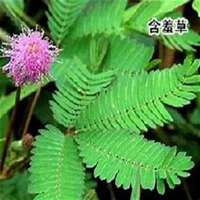 唯美好看含羞草微信头像