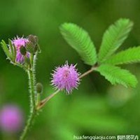 唯美好看含羞草微信头像