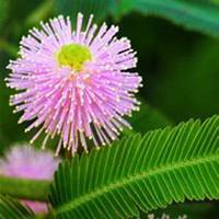 唯美好看含羞草微信头像