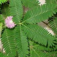 唯美好看含羞草微信头像