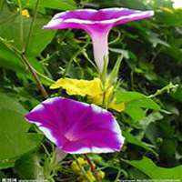 唯美好看喇叭花微信头像