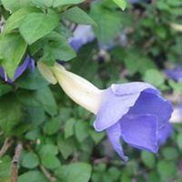 唯美好看喇叭花微信头像