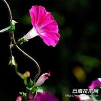 唯美好看喇叭花微信头像