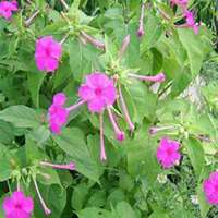 唯美好看喇叭花微信头像