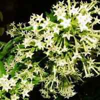 唯美好看夜来香微信头像