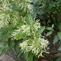 唯美好看夜来香微信头像