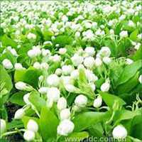 唯美好看夜来香微信头像