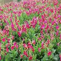 唯美好看夜来香微信头像