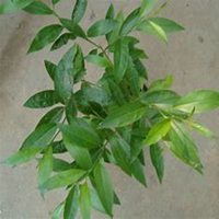 唯美好看夜来香微信头像