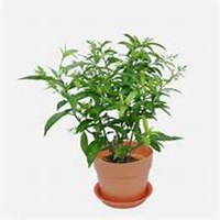 唯美好看夜来香微信头像