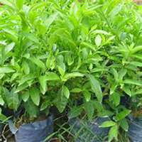 唯美好看夜来香微信头像