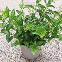 唯美好看夜来香微信头像